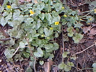 Celandines