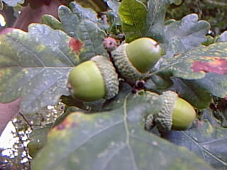 acorns