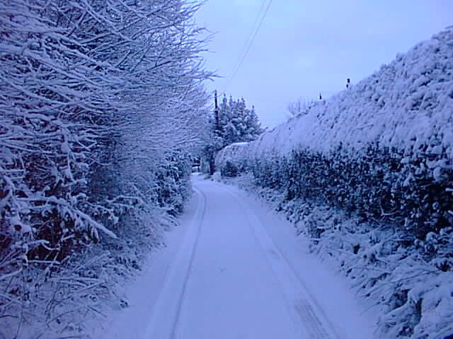Just one set of tracks through the snow in the lane