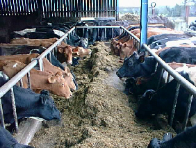 Rows of cattle with their noses deep in the trough.
