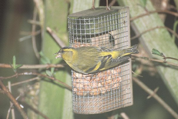 Siskin